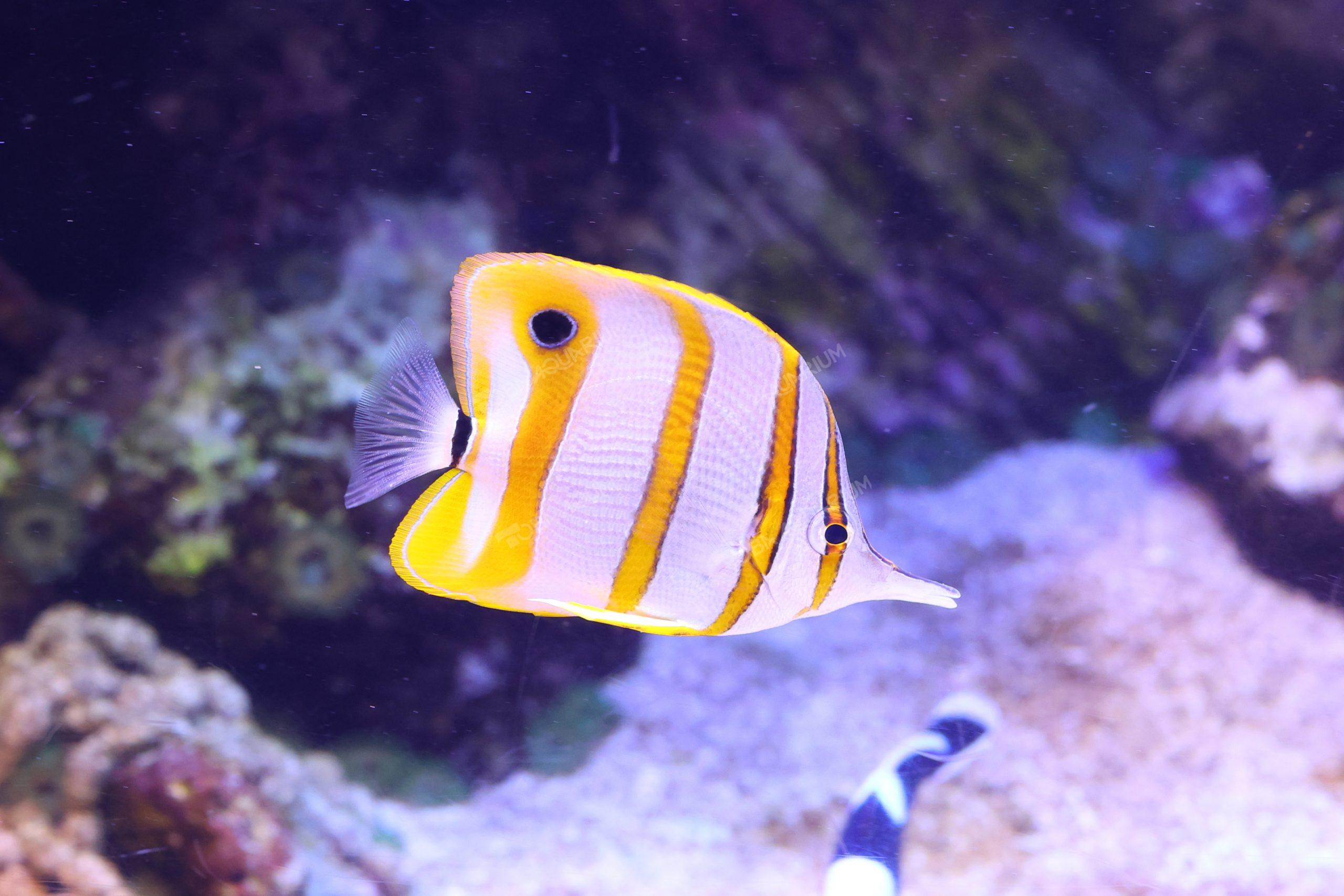 ハシナガチョウチョウウオ - 生きもの図鑑 鳥羽水族館